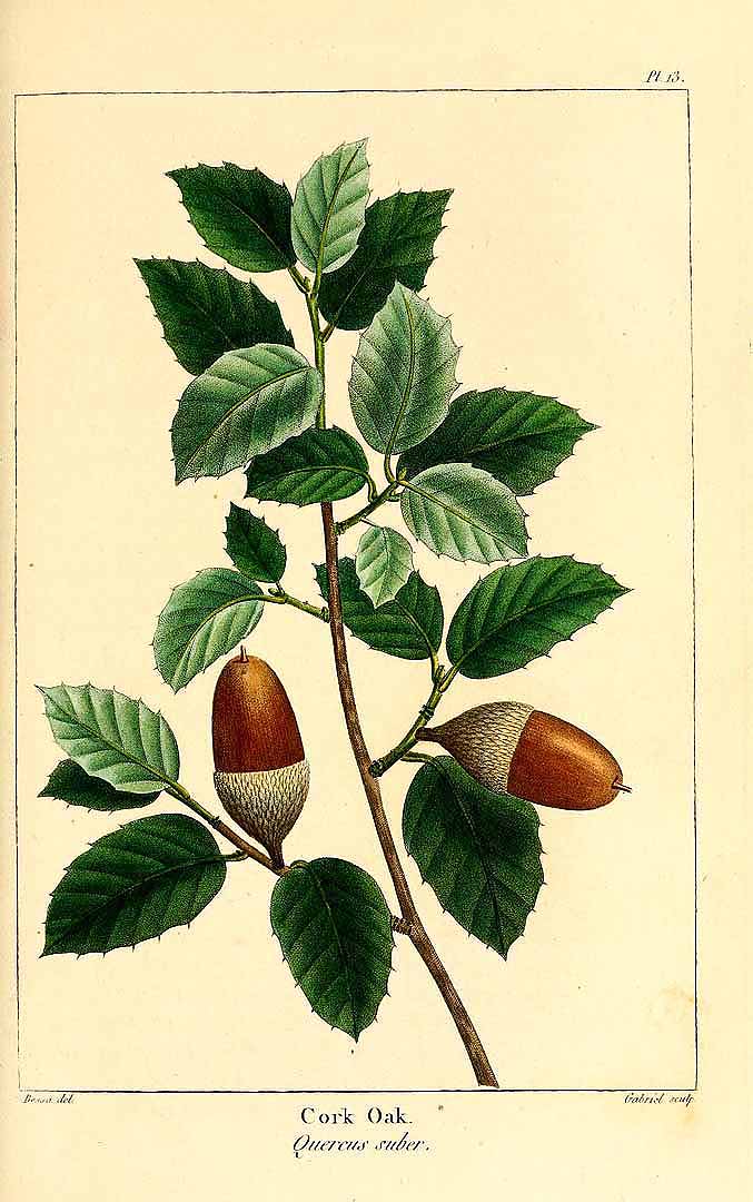 Illustration Quercus suber, Par Michaux, F.A., North American sylva (1817-1819) N. Amer. Sylv. vol. 1 t. 13, via plantillustrations 