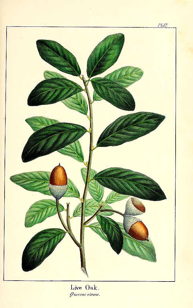 Illustration Quercus virginiana, Par Michaux, F.A., North American sylva (1817-1819) N. Amer. Sylv. vol. 1 t. 12, via plantillustrations 