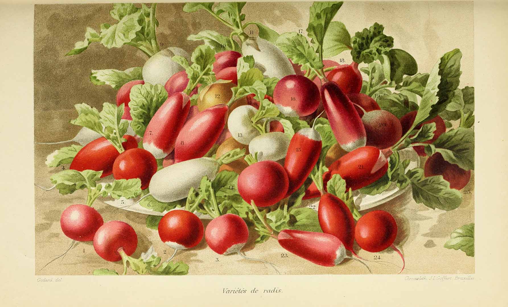Illustration Raphanus sativus, Par Revue horticole, sér. 4 (1852-1974) Rev. Hort. (Paris), ser. 4 vol. 70 (1898), via plantillustrations 