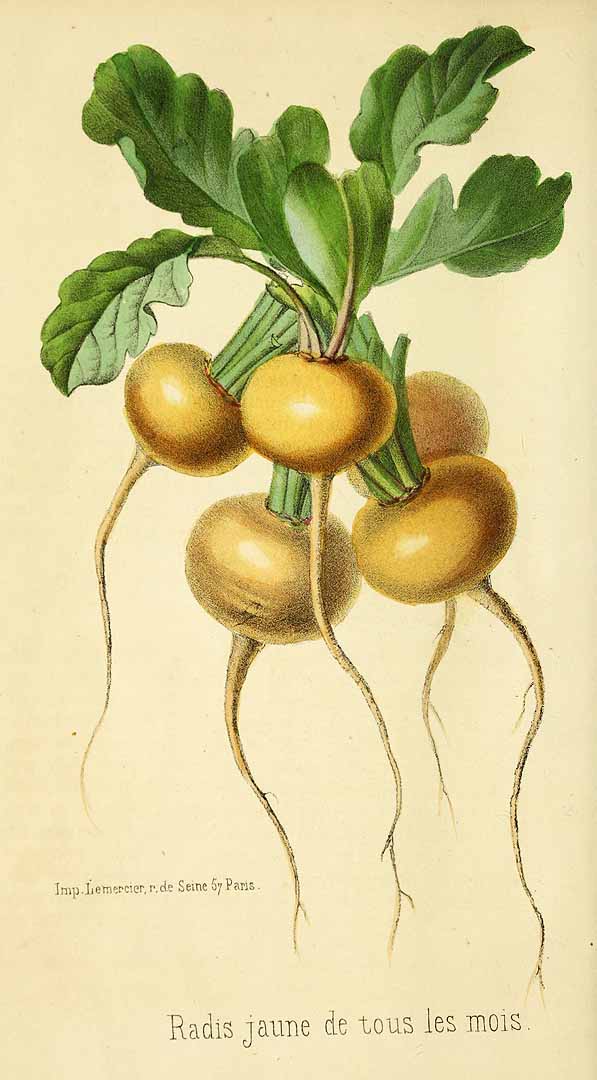 Illustration Raphanus sativus, Par Revue horticole, sér. 3 (1847-1851) Rev. Hort. (Paris), ser. 3 vol. 5 (1851), via plantillustrations 