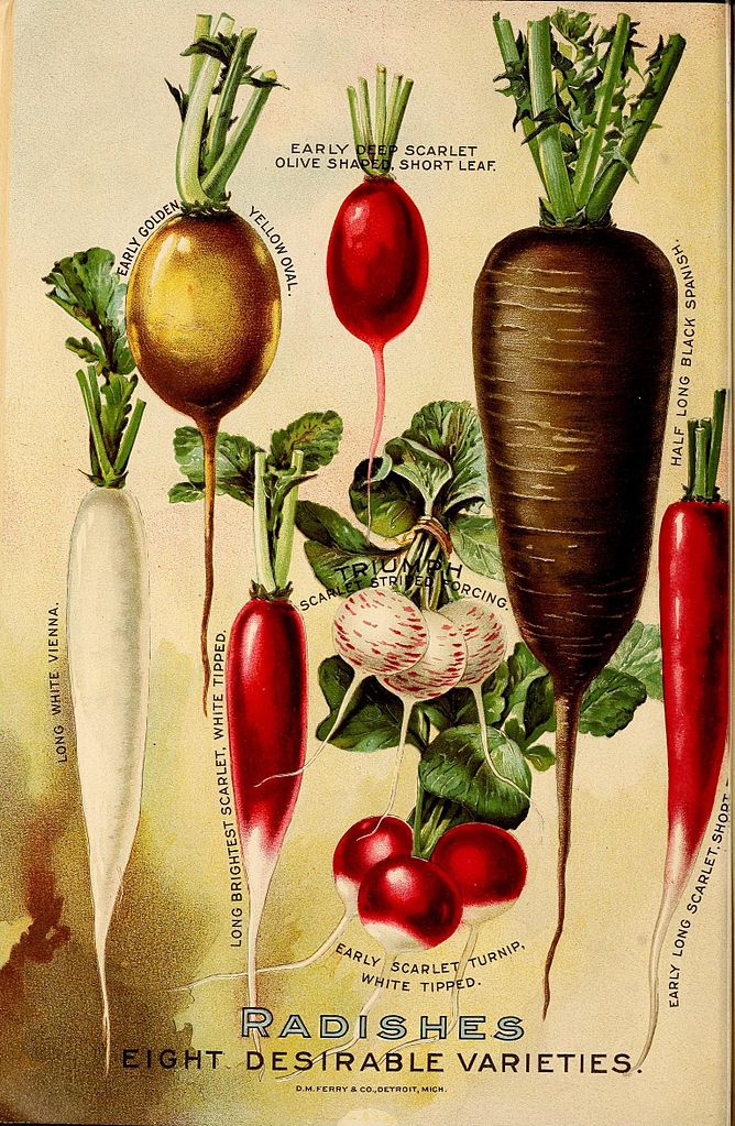 Illustration Raphanus sativus, Par D.M. Ferry & Co.; Henry G. Gilbert Nursery and Seed Trade Catalog Collection., via wikimedia 