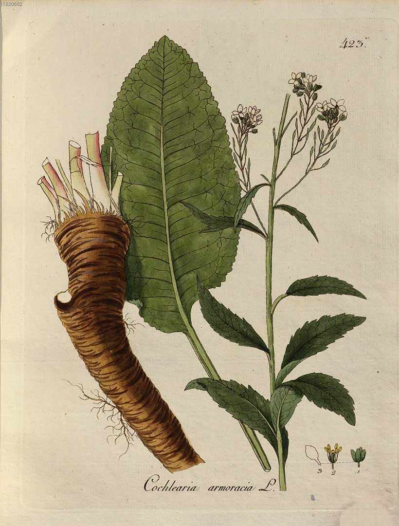 Illustration Armoracia rusticana, Par Pethan, via wikimedia 