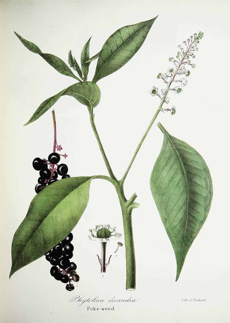Illustration Phytolacca americana, Par Torrey, J., flora of the state of New York (handcoloured) (1843) Fl. New York [coloured version] vol. 2 (1843), via plantillustrations 