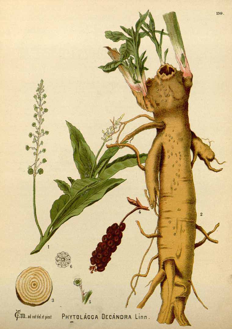 Illustration Phytolacca americana, Par Millspaugh, C.F., American medicinal plants (1882-1887) Amer. Medic. Pl. vol. 2 (1892), via plantillustrations 