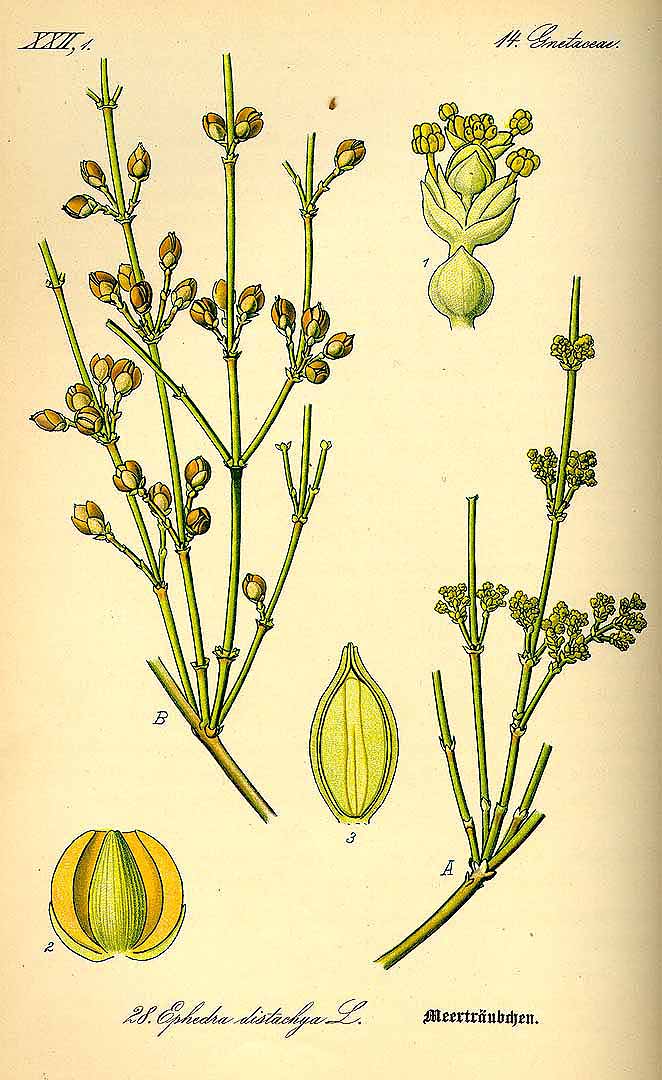 Illustration Ephedra distachya, Par Thomé O.W. (Flora von Deutschland Österreich und der Schweiz, Tafeln, vol. 1: t. 28, 1885), via plantillustrations 