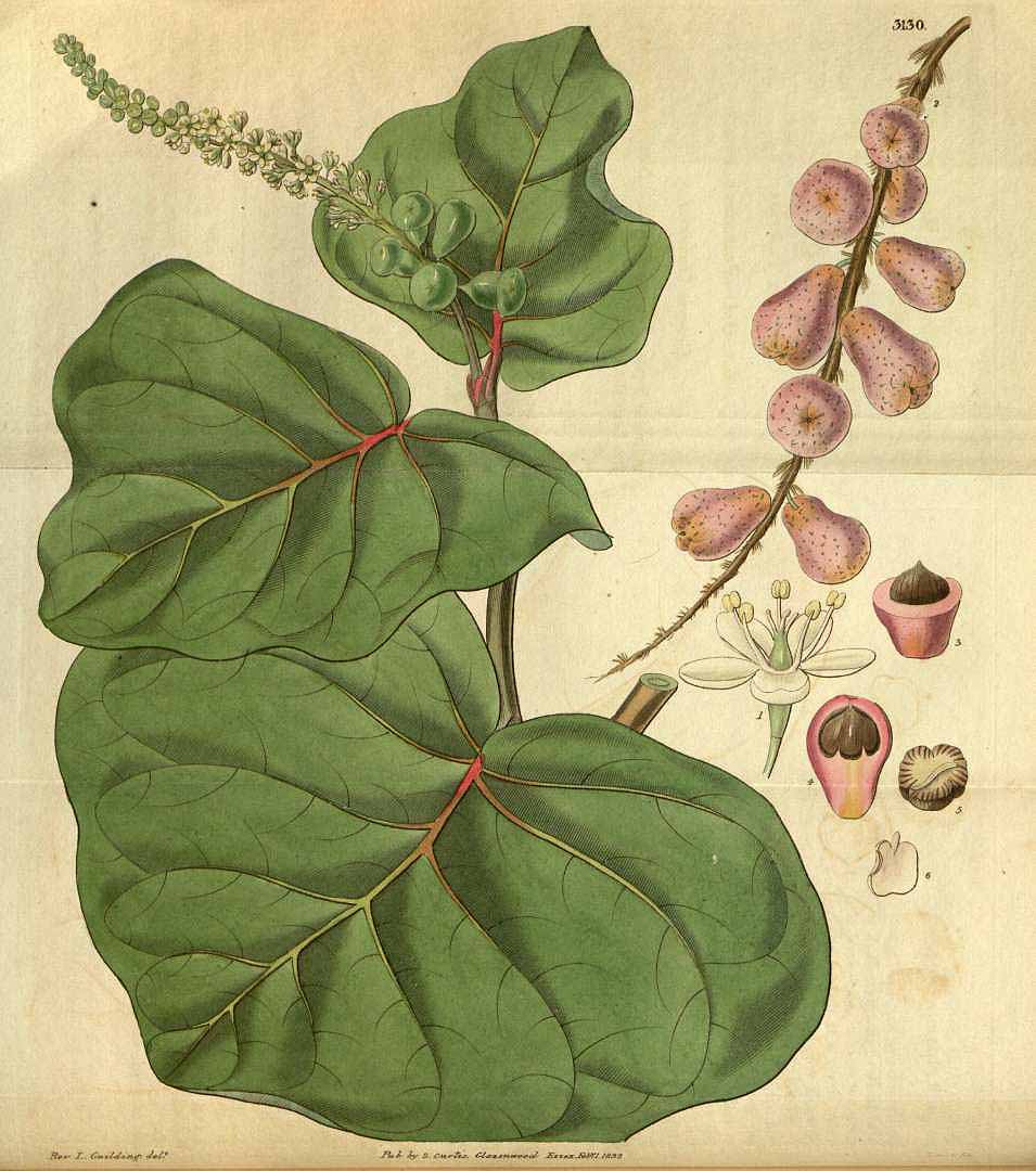 Illustration Coccoloba uvifera, Par Curtis´s Botanical Magazine (vol. 59 [ser. 2, vol. 6]: t. 3130, 1832) [L. Guilding], via plantillustrations 