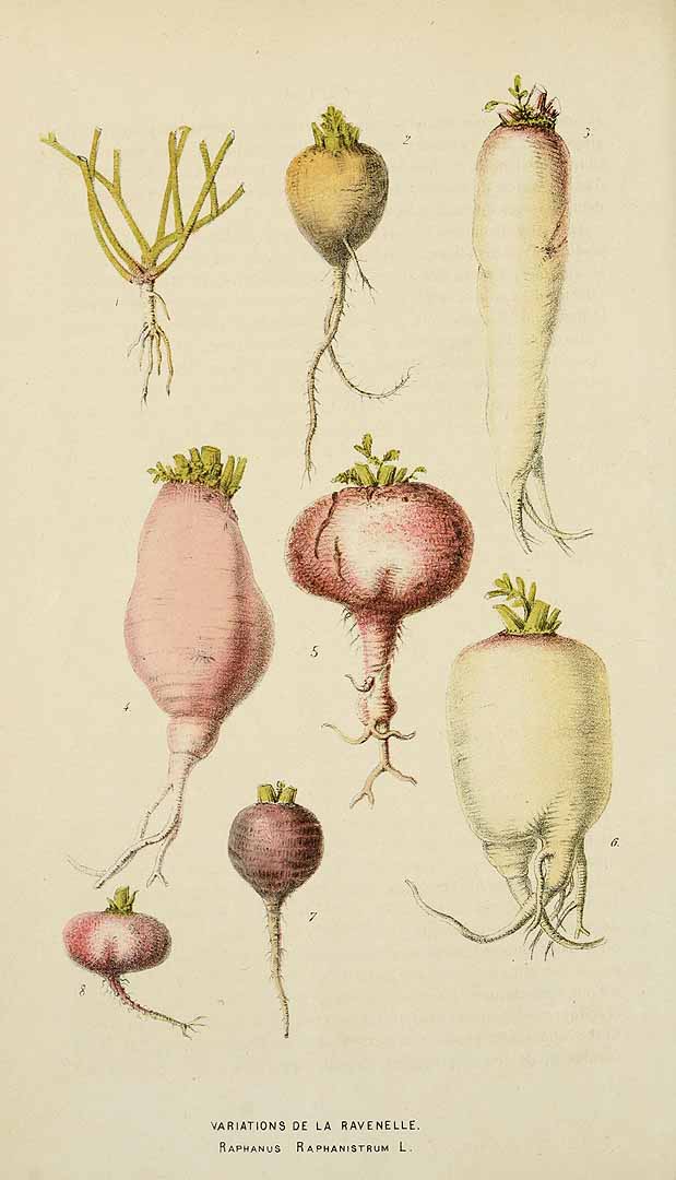 Illustration Raphanus raphanistrum, Par Belgique horticole, journal des jardins et des vergers (1851-1885) Belgique Hort. vol. 19 (1869) t. 12	p. 151 , via plantillustrations 