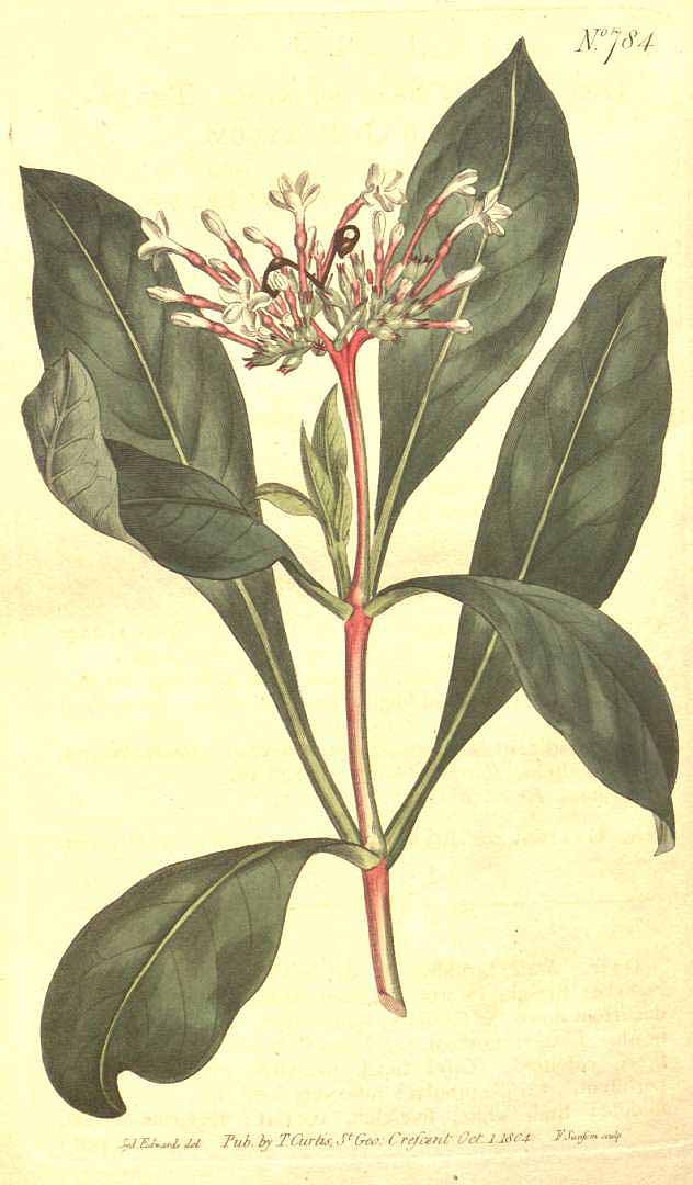 Illustration Rauvolfia serpentina, Par Curtis, W., Botanical Magazine (1800-1948) Bot. Mag. vol. 20 (1804) [tt. 740-786] t. 784, via plantillustrations 