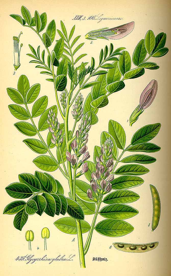 Illustration Glycyrrhiza glabra, Par Thomé O.W. (Flora von Deutschland Österreich und der Schweiz, Tafeln, vol. 3: t. 439, 1885), via plantillustrations 