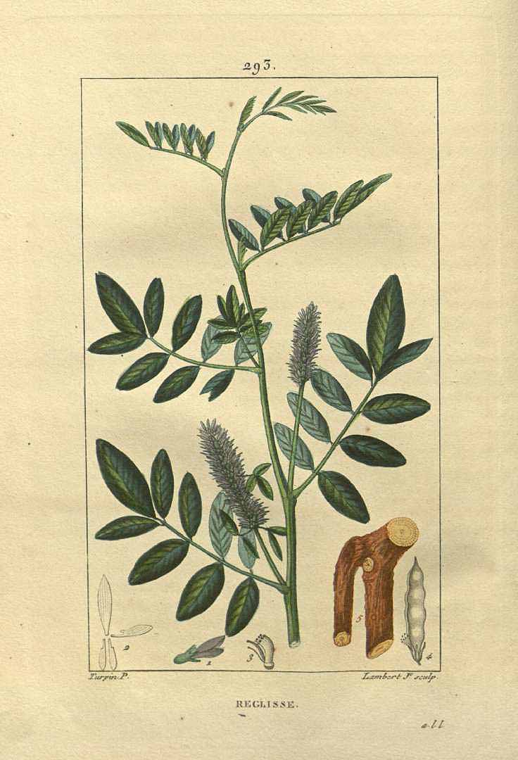 Illustration Glycyrrhiza glabra, Par Chaumeton, F.P., Flore médicale (vol. 6: t. 293, 1832), via plantillustrations 