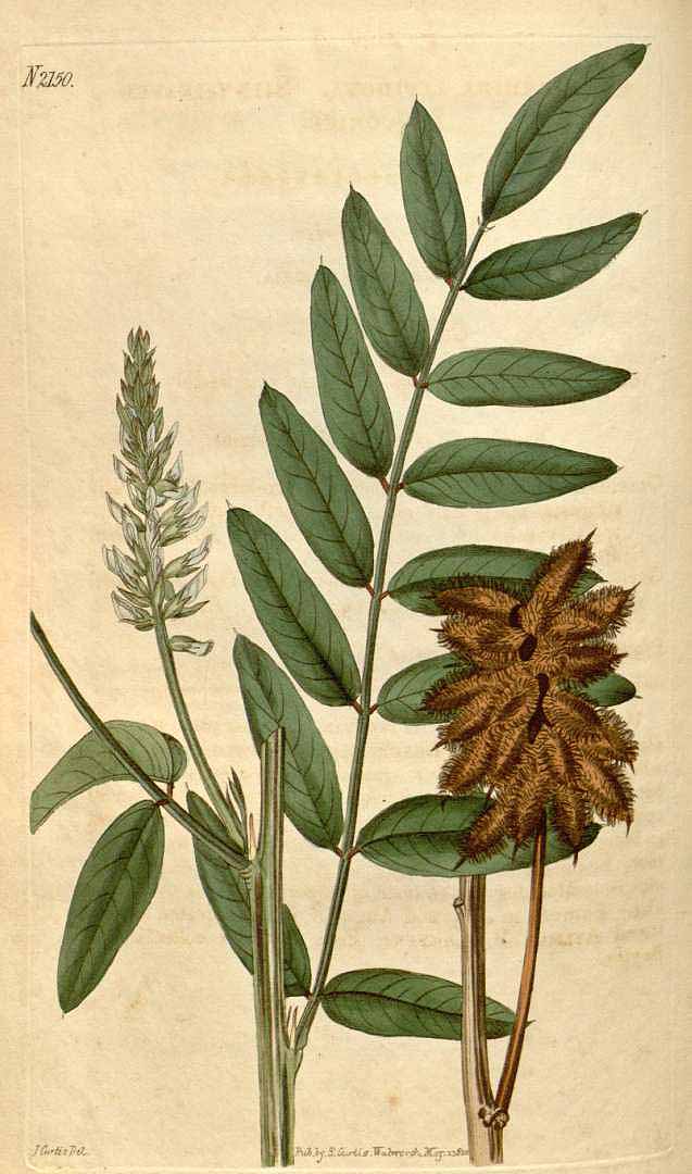 Illustration Glycyrrhiza lepidota, Par Curtis´s Botanical Magazine (vol. 47: t. 2150, 1820) [J. Curtis], via plantillustrations 