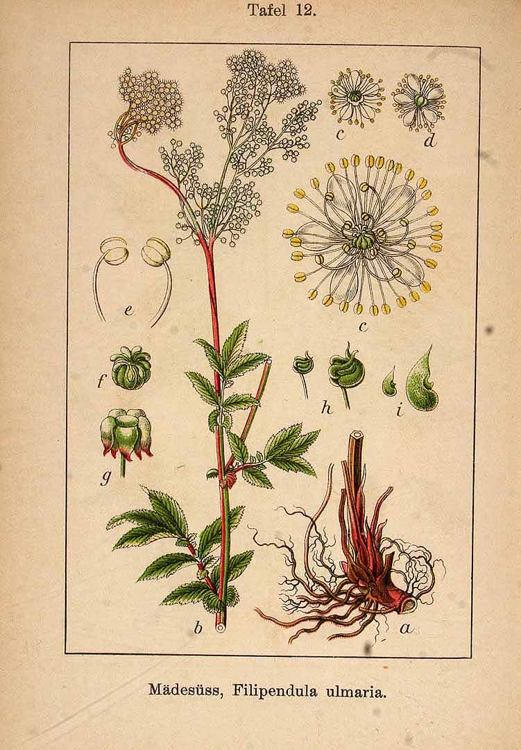 Illustration Filipendula ulmaria, Par Krause E.H.L., Sturm J., Lutz K.G., (Flora von Deutschland in Abbildungen nach der Natur, Zweite auflage, vol. 8: t. 12, 1904), via plantillustrations 