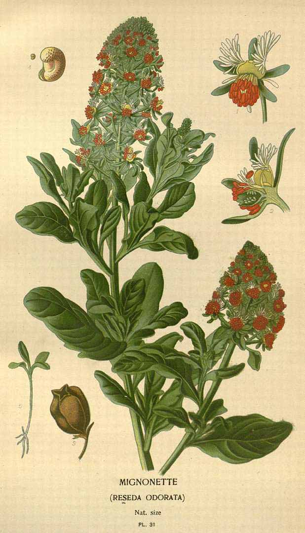 Illustration Reseda odorata, Par Step, E., Bois, D., Favourite flowers of garden and greenhouse (1896-1897) Favourite Fl. vol. 1 (1896), via plantillustrations 
