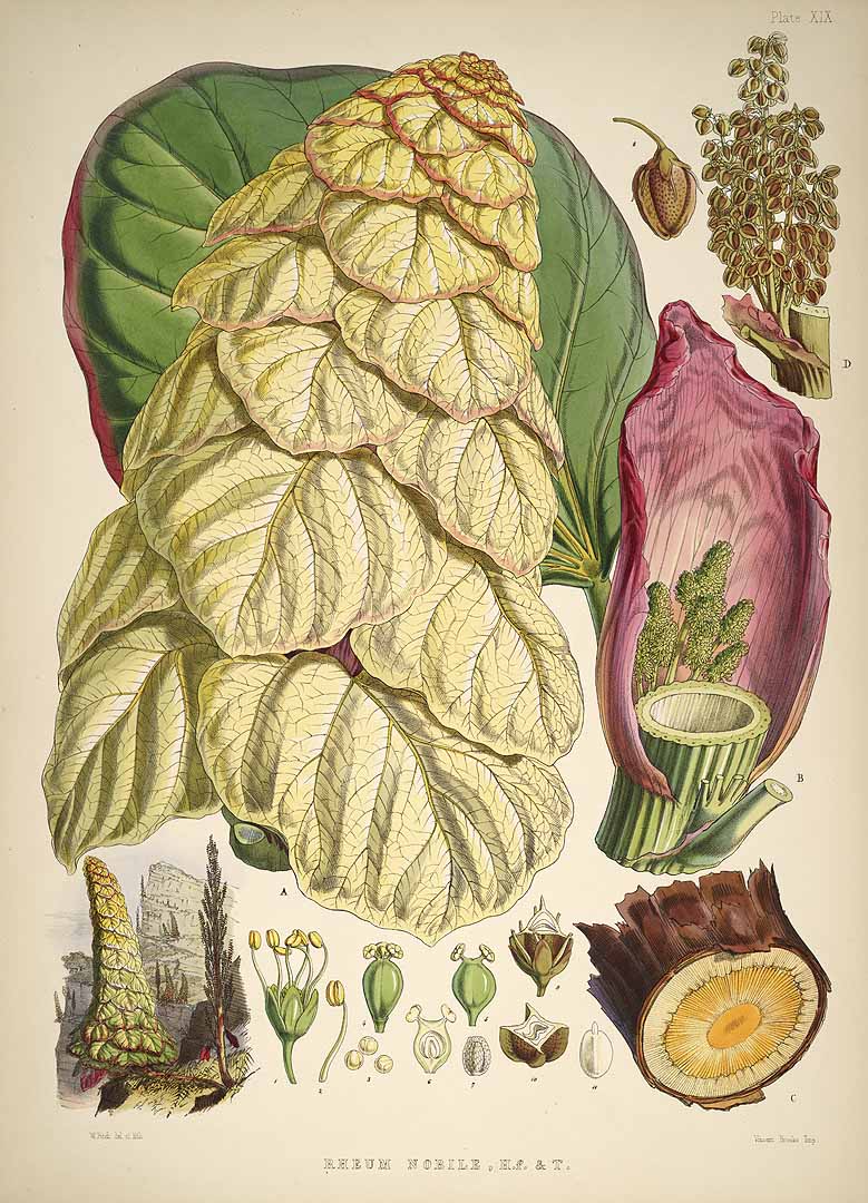 Illustration Rheum nobile, Par Hooker, J.D., Fitch, W.H., Illustrations of Himalayan plants (1855) Ill. Himal. Pl. (1855) t. 19, via plantillustrations 