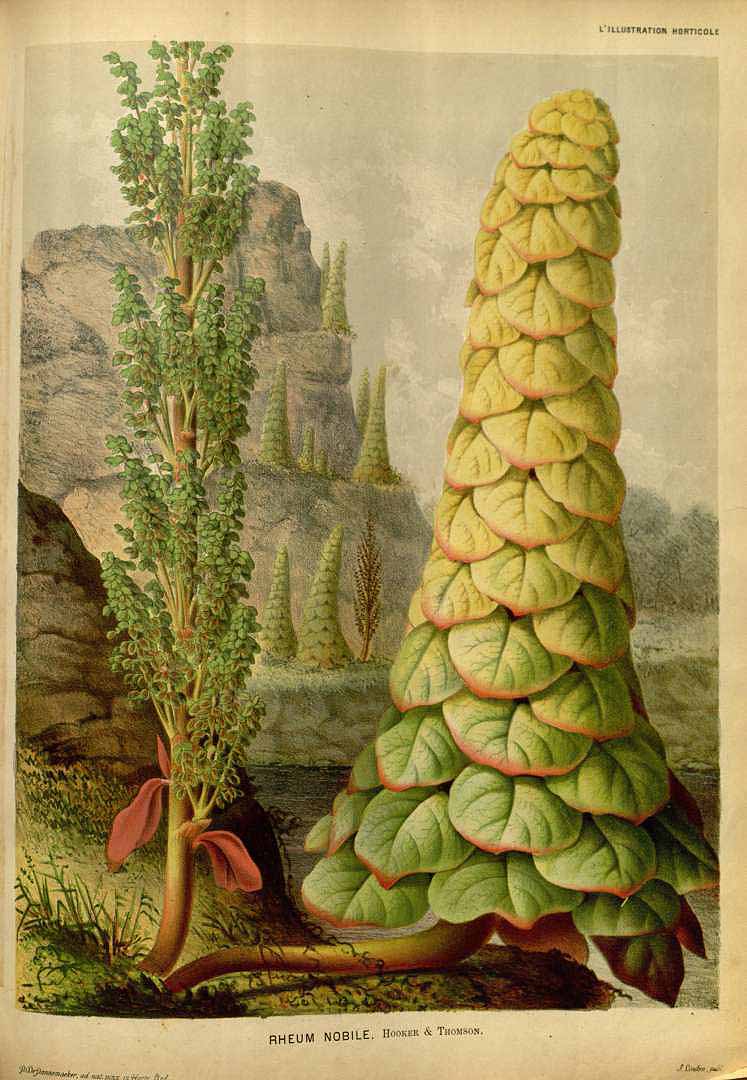 Illustration Rheum nobile, Par L? Illustration horticole (1854-1896) Ill. Hort. vol. 22 (1875) t. 209, via plantillustrations 