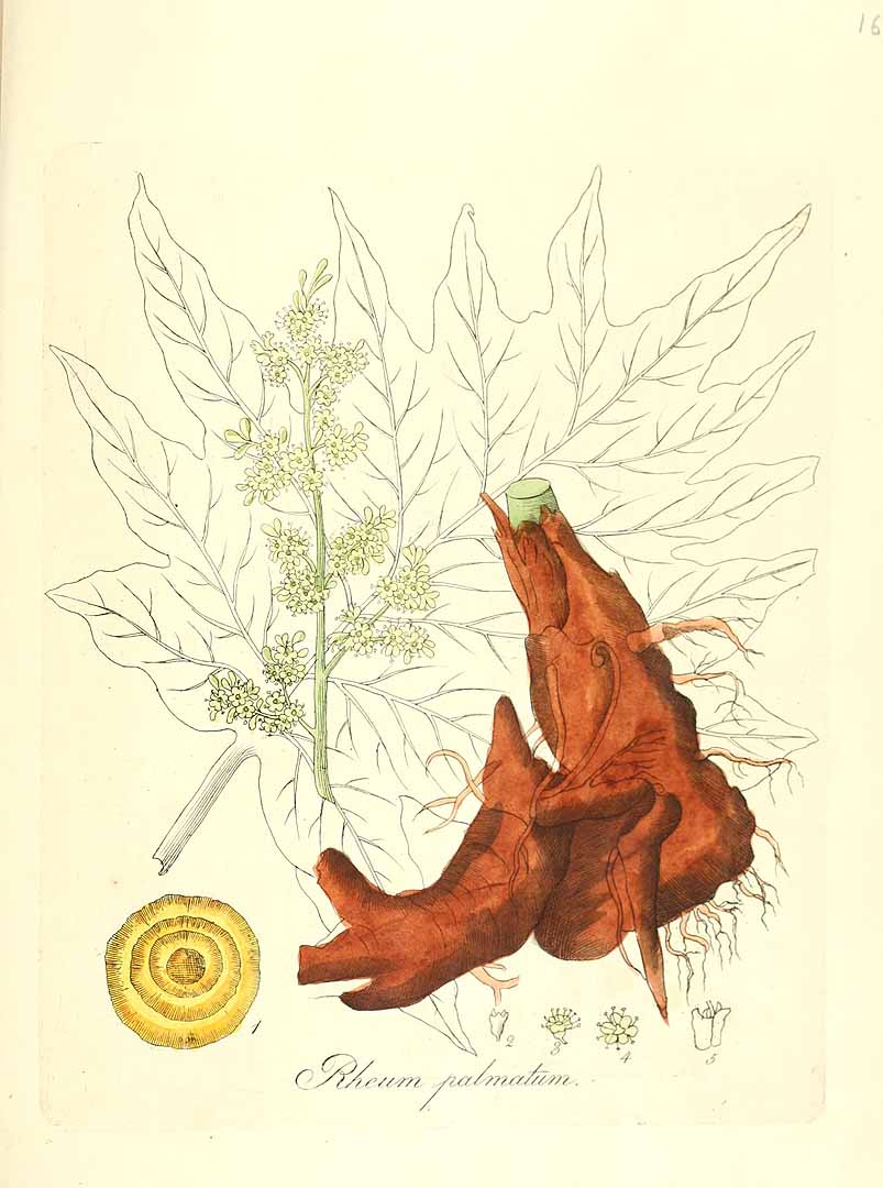 Illustration Rheum palmatum, Par Dietrich, D.N.F., Flora Medica (1831) Fl. Med. (Dietrich) t. 166, via plantillustrations 