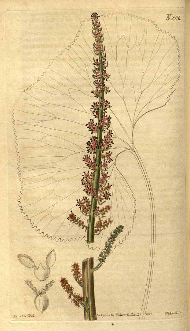Illustration Gunnera perpensa, Par Curtis´s Botanical Magazine (vol. 50: t. 2376, 1823) [J. Curtis], via plantillustrations 