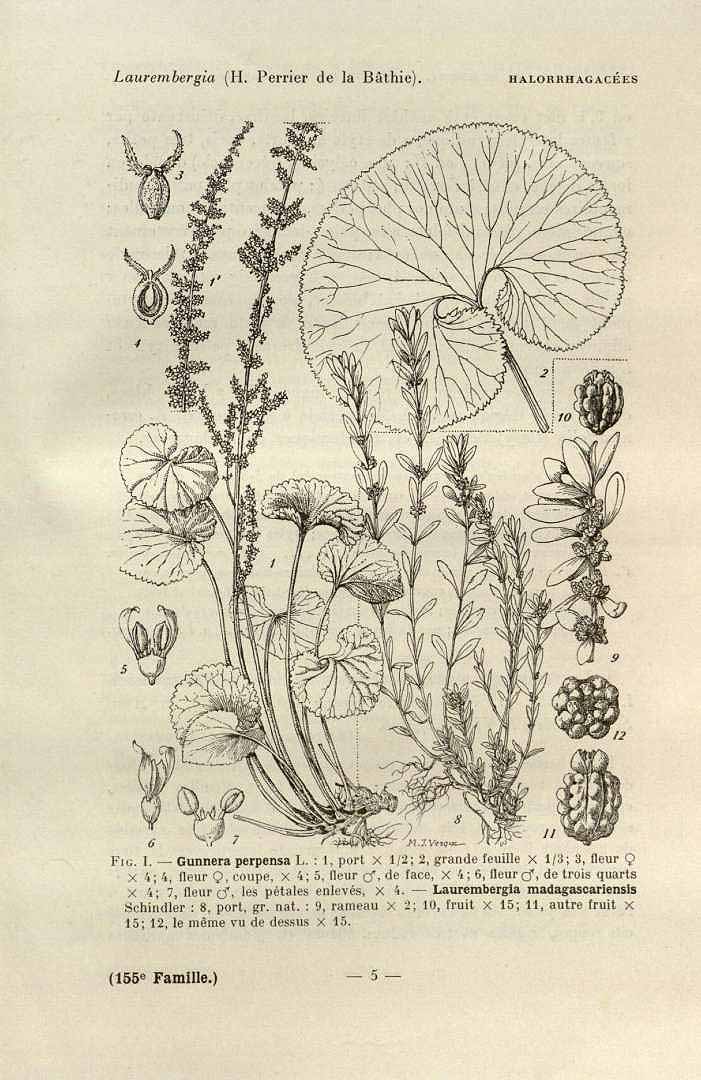Illustration Gunnera perpensa, Par Flore de Madagascar et des Comores (Halorrhagace?es, vol. 155: p. 5, 1950) [M.J. Vesque], via plantillustrations 