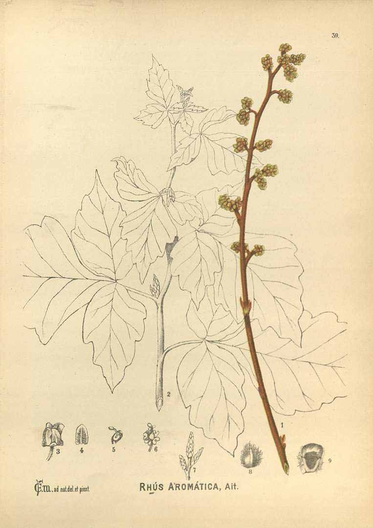 Illustration Rhus aromatica, Par Millspaugh, C.F., American medicinal plants (1882-1887) Amer. Medic. Pl. vol. 1 (1892) t. 39, via plantillustrations 