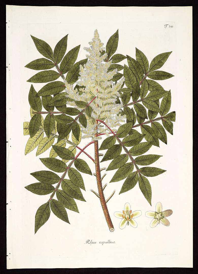 Illustration Rhus copallinum, Par Jacquin, N.J. von, Plantarum rariorum horti caesarei Schoenbrunnensis descriptiones et icones (1797-1804) Pl. Hort. Schoenbr. vol. 3 (1798) t. 341, via plantillustrations 