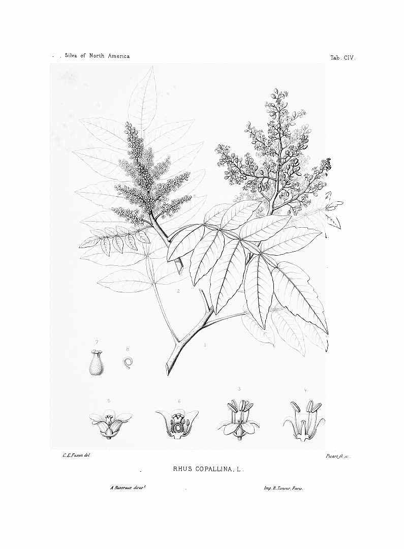 Illustration Rhus copallinum, Par Sargent, C.S., Silva of North America (1891-1902) Silva vol. 3 (1892) t. 104, via plantillustrations 