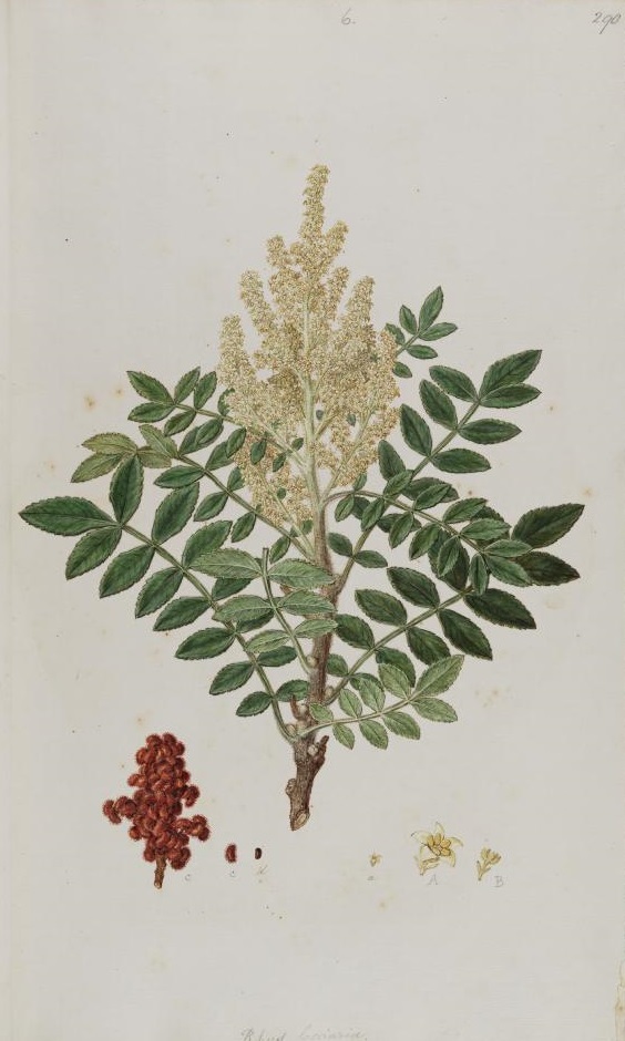 Illustration Rhus coriaria, Par Sibthrop, J., Smith, J.E., Flora Graeca (drawings) (1845-1847) Fl. Graec. (drawings) vol. 3 t. 90, via plantillustrations 