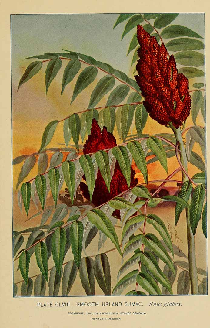 Illustration Rhus glabra, Par Lounsberry, A., Rowan, E., guide to the trees (1900)  t. 158, via plantillustrations 