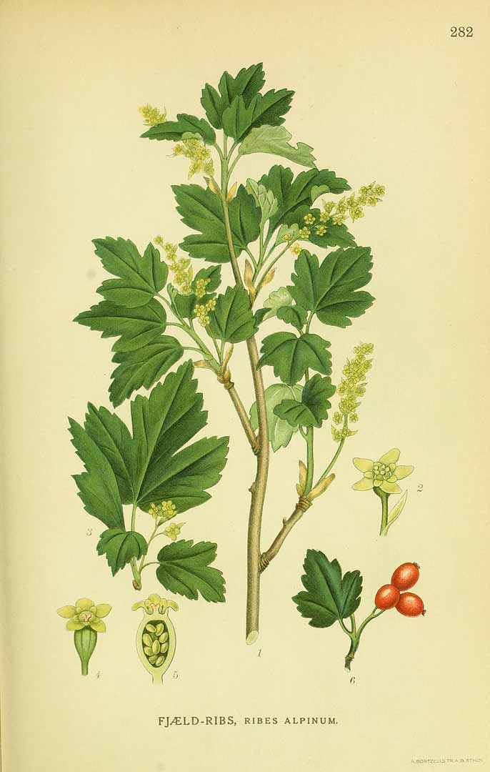 Illustration Ribes alpinum, Par Lindman, C.A.M., Bilder ur Nordens Flora Bilder Nordens Fl. vol. 2 (1922) t. 282, via plantillustrations 