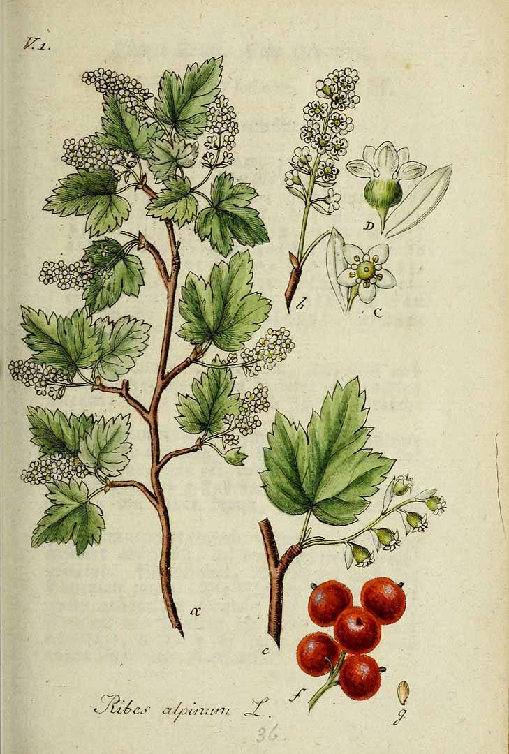 Illustration Ribes alpinum, Par Sturm, J., Sturm, J.W., Deutschlands flora (1798-1855) Deutschl. Fl. vol. 13 (1828) t. 36] , via plantillustrations 