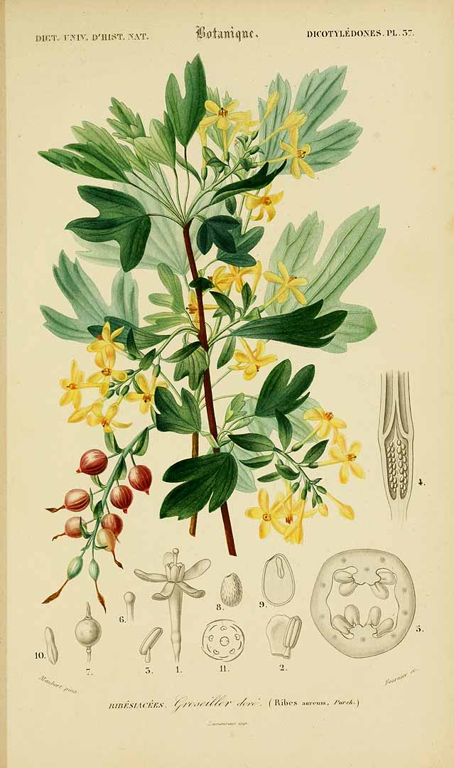 Illustration Ribes aureum, Par Orbigny, C.V.D. d? , Dictionnaire universel d?histoire naturelle, plates vol. 3 (1841-1849) Dict. Univ. Hist. Nat. t. 34[Dicotylédones 37] , via plantillustrations 