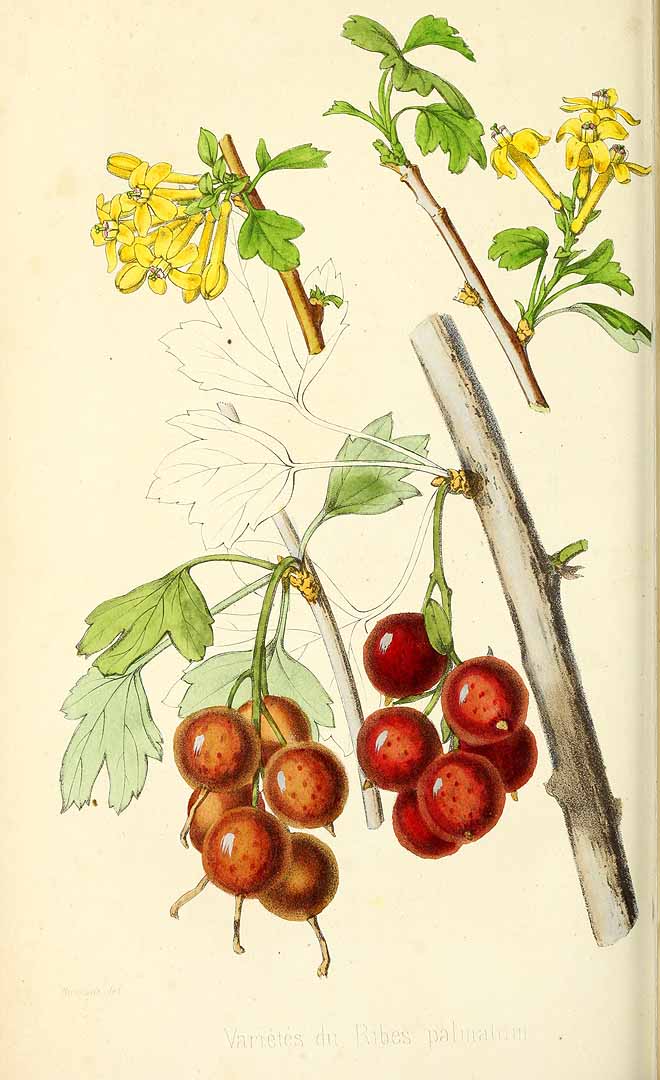 Illustration Ribes aureum, Par Revue horticole, sér. 4 (1852-1974) Rev. Hort. (Paris), ser. 4 vol. 25 (1853) [1853 - vol. 2] t. 17	p. 321 , via plantillustrations 