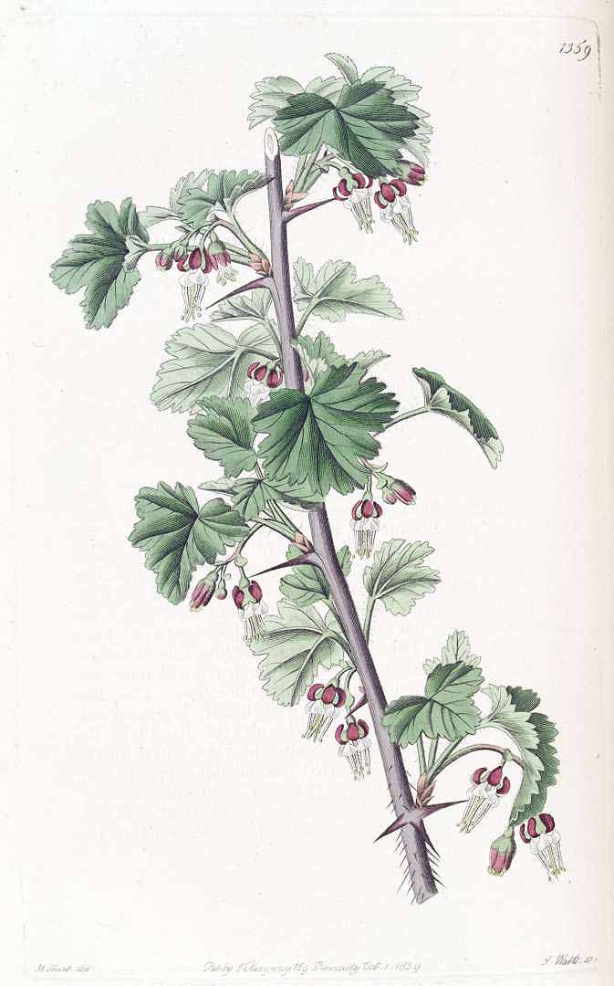Illustration Ribes divaricatum, Par Lindley, J., Edwards?s Botanical Register (1829-1847) Edwards?s Bot. Reg. vol. 16 (1830) [tt. 1306-1391] t. 1359, via plantillustrations 