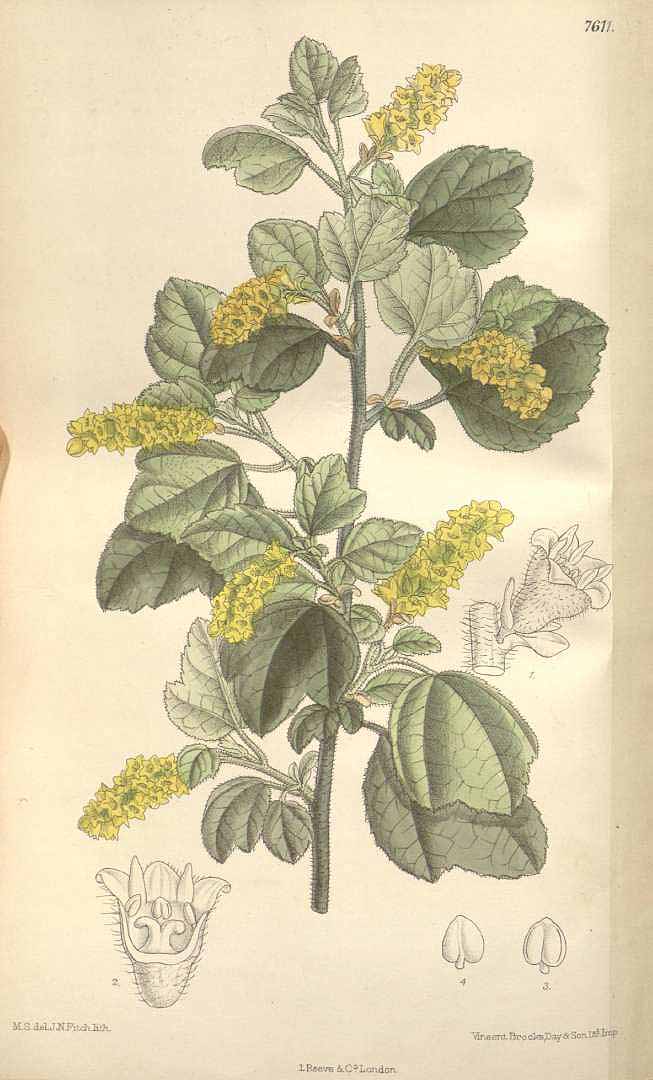 Illustration Ribes gayanum, Par Curtis, W., Botanical Magazine (1800-1948) Bot. Mag. vol. 124 (1898) [tt. 7572-7631] t. 7611, via plantillustrations 
