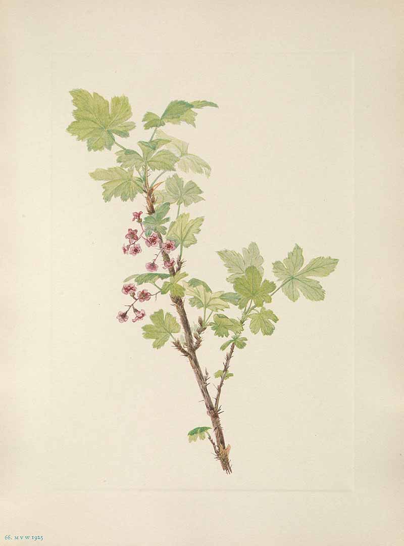 Illustration Ribes lacustre, Par Walcott, M.V., North American wild flowers (1925-1927) N. Amer. Wild Fl. vol. 1 t. 66, via plantillustrations 