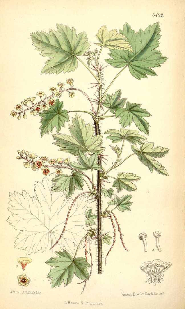 Illustration Ribes lacustre, Par Curtis, W., Botanical Magazine (1800-1948) Bot. Mag. vol. 106 (1880) [tt. 6469-6533] t. 6492, via plantillustrations 