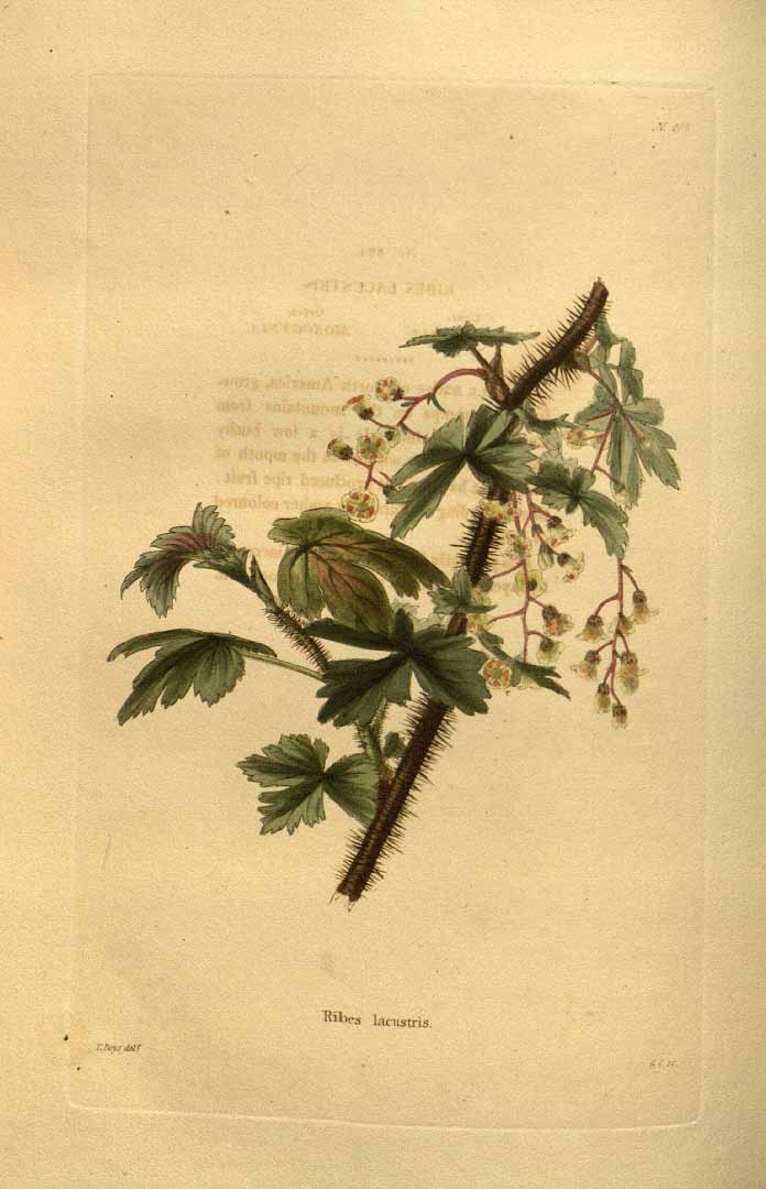 Illustration Ribes lacustre, Par Loddiges, C.L., botanical cabinet [C. Loddiges] (1817-1833) Bot. Cab. vol. 9 (1824) [tt. 801-900] t. 884, via plantillustrations 