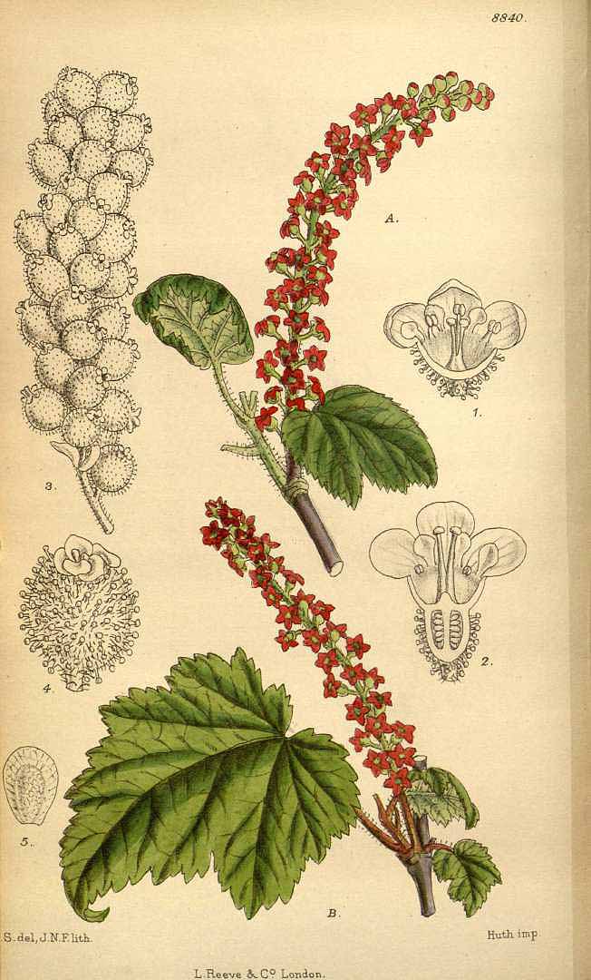 Illustration Ribes maximowiczii, Par Curtis, W., Botanical Magazine (1800-1948) Bot. Mag. vol. 146 (1920) [tt. 8830-8873] t. 8840, via plantillustrations 
