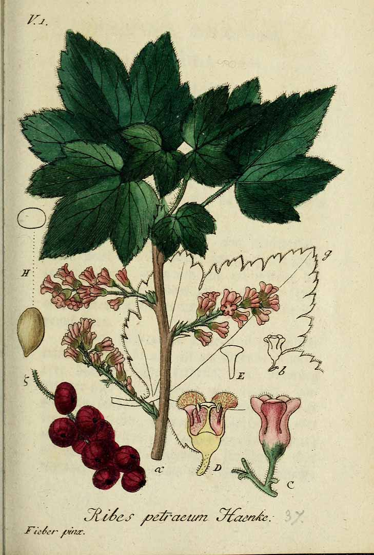 Illustration Ribes petraeum, Par Sturm, J., Sturm, J.W., Deutschlands flora (1798-1855) Deutschl. Fl. vol. 13 (1828) t. 37] , via plantillustrations 