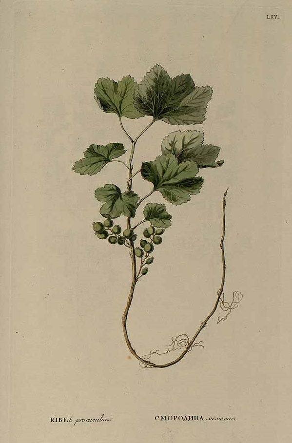 Illustration Ribes procumbens, Par Pallas, Flora rossica seu stirpium imperii rossici (1784-1815) Fl. Ross. (Pallas) vol. 1(2): (1788) [tt. 51-100] t. 65	p. 35 , via plantillustrations 