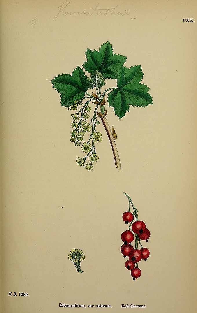 Illustration Ribes sativum, Par Smith, J.E., English botany, or coloured figures of British plants, ed. 3 [B] [J.E. Sowerby et al] (1863-1899) Engl. Bot., ed. 3 vol. 4 (1865) t. 520, via plantillustrations 