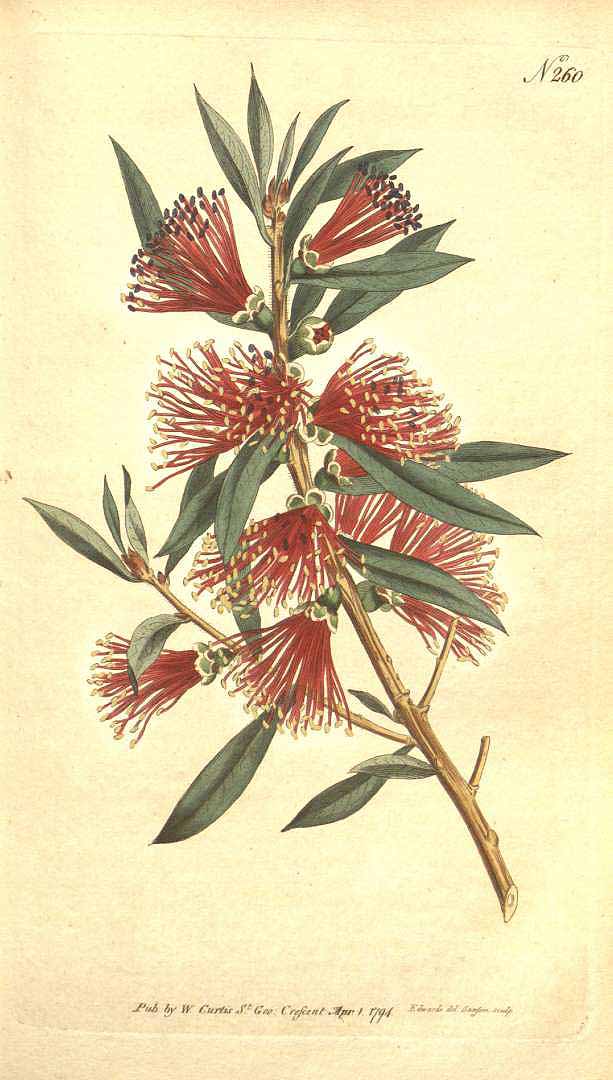 Illustration Callistemon citrinus, Par Botanical Magazine (vol. 8: t. 260, 1794) [S.T. Edwards], via plantillustrations 