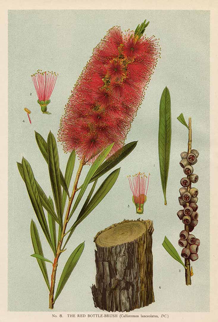 Illustration Callistemon citrinus, Par Maiden J.H., Campbell W.S. (The flowering plants and ferns of New South Wales, t. 8 ; 1895-1898) [Edward Minchen], via x 