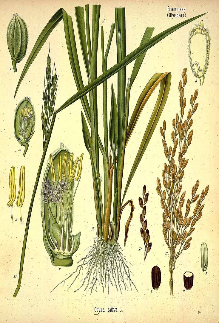Illustration Oryza sativa, Par Ko&#776;hler, F.E., Ko&#776;hler?s Medizinal Pflanzen (1883-1914) Med.-Pfl. vol. 3 (1898), via plantillustrations 