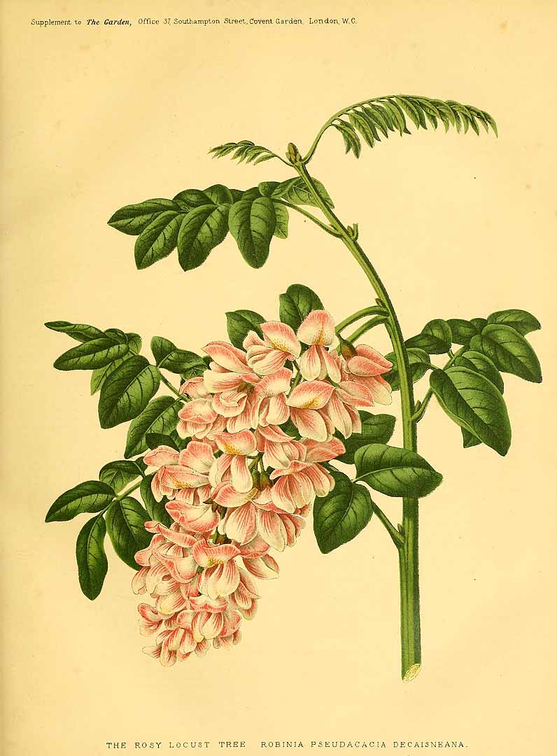 Illustration Robinia pseudoacacia, Par garden (1872-1927) The Garden vol. 9 (1876) t. 2	p. 36 , via plantillustrations 
