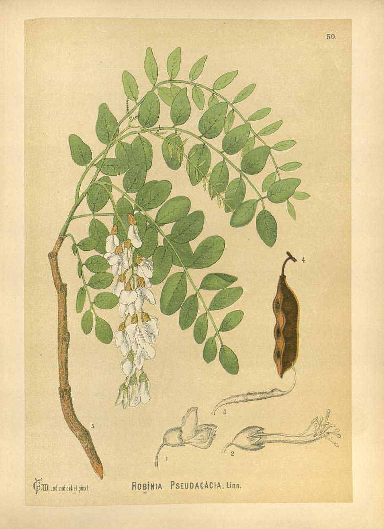 Illustration Robinia pseudoacacia, Par Millspaugh, C.F., American medicinal plants (1882-1887) Amer. Medic. Pl. vol. 1 (1892) t. 50, via plantillustrations 
