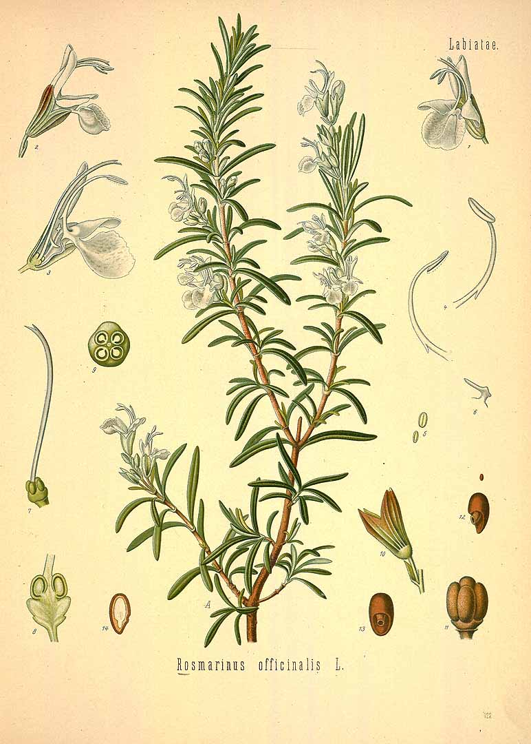 Illustration Rosmarinus officinalis, Par Köhler, F.E., Köhler?s Medizinal Pflanzen (1883-1914) Med.-Pfl. vol. 2 (1890), via plantillustrations 