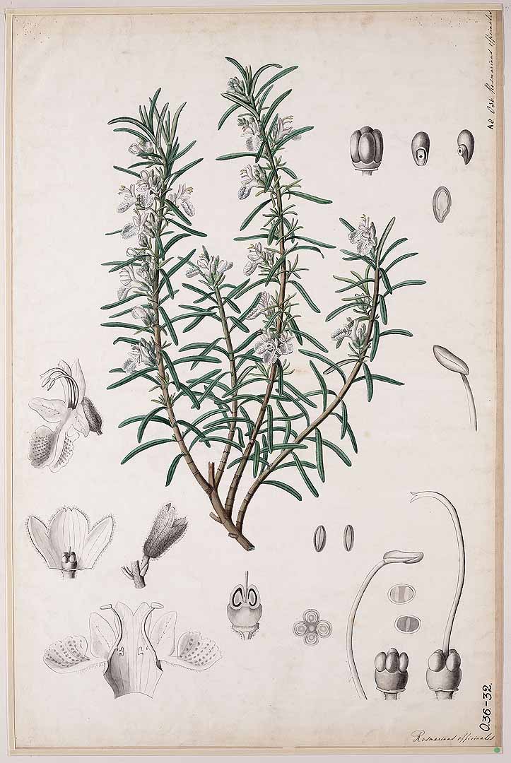 Illustration Rosmarinus officinalis, Par Botanische wandplaten, via plantillustrations 