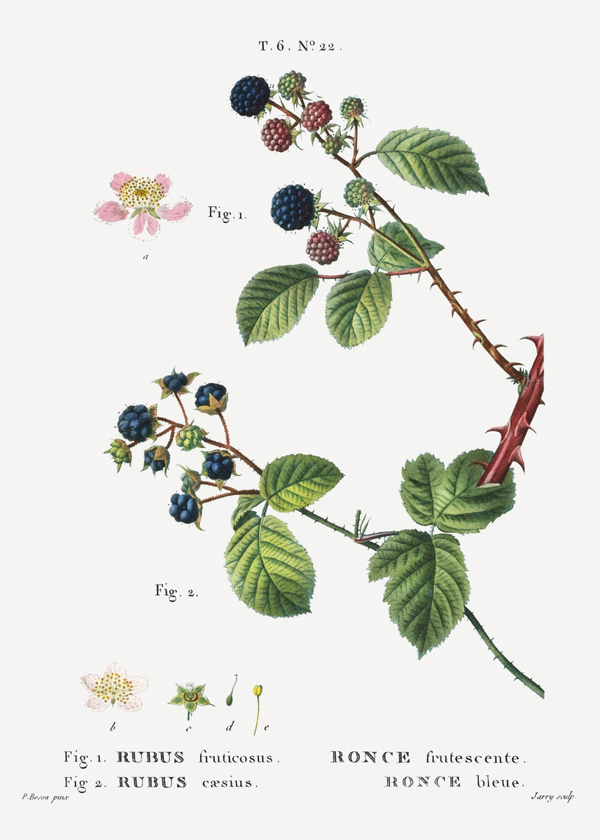 Illustration Rubus fruticosus, Par Pierre-Joseph Redouté, Traité des Arbres et Arbustes que l?on cultive en France en pleine terre (1801?1819), via rawpixel 
