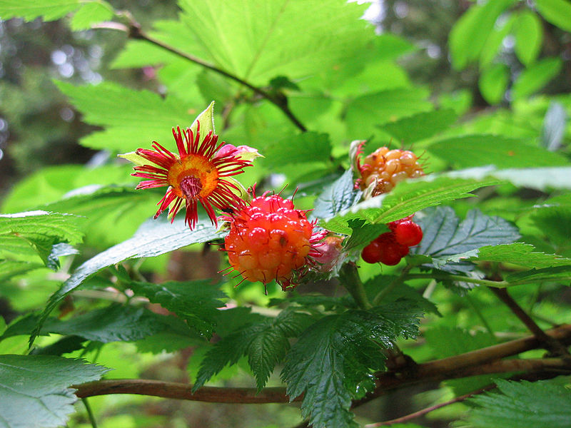 Illustration Rubus spectabilis, Par pfly, via wikimedia 