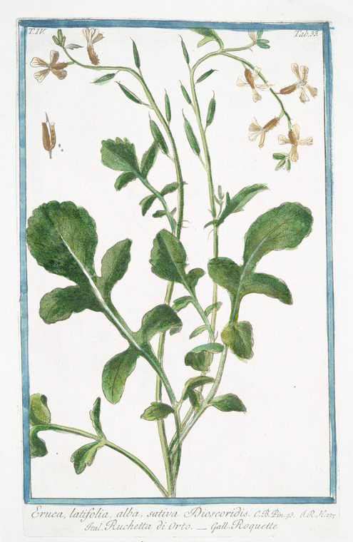 Illustration Eruca vesicaria, Par Hortus Romanus juxta Systema Tournefortianum (vol. 4: t. 33, 1783-1816), via plantillustrations 
